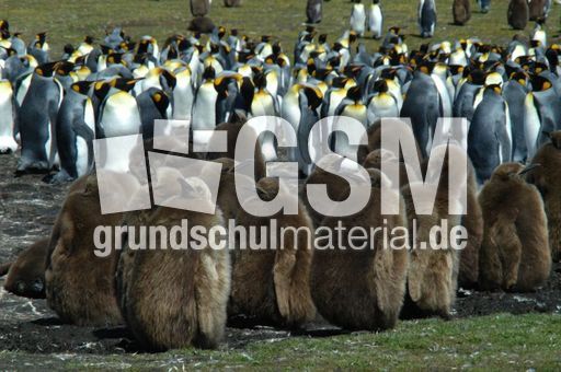 Königspinguin (52 von 84).jpg